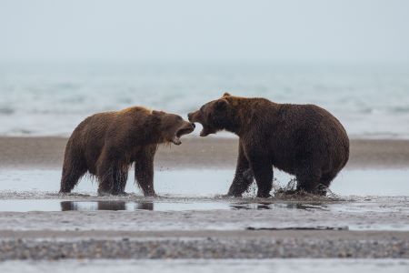 Alaska Bären 450 bre...
